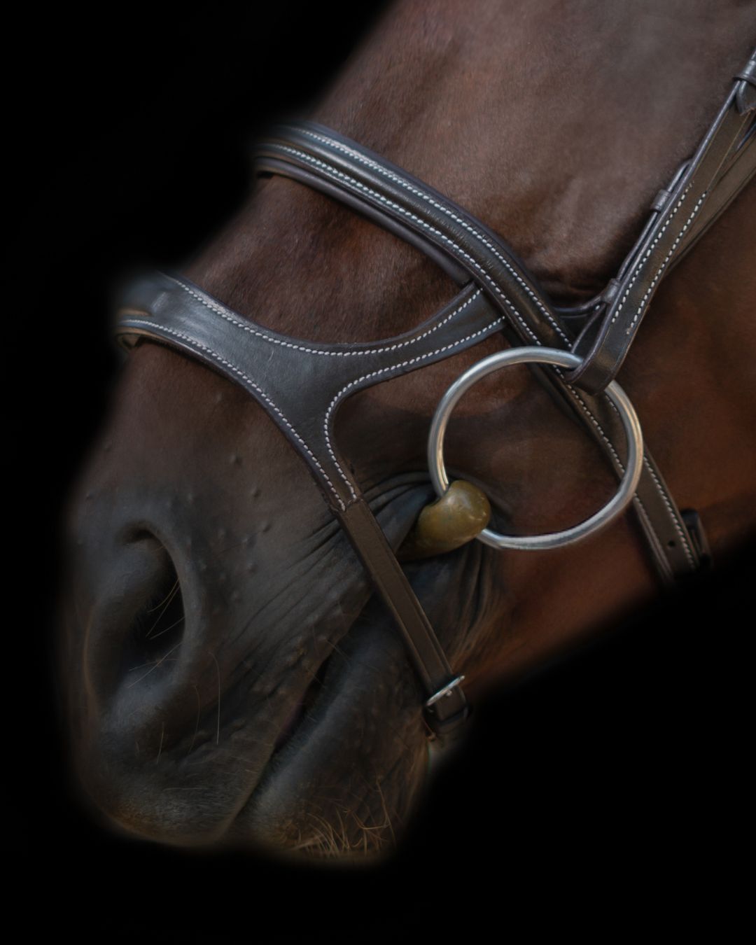 Double Noseband Bridle with White Stiching