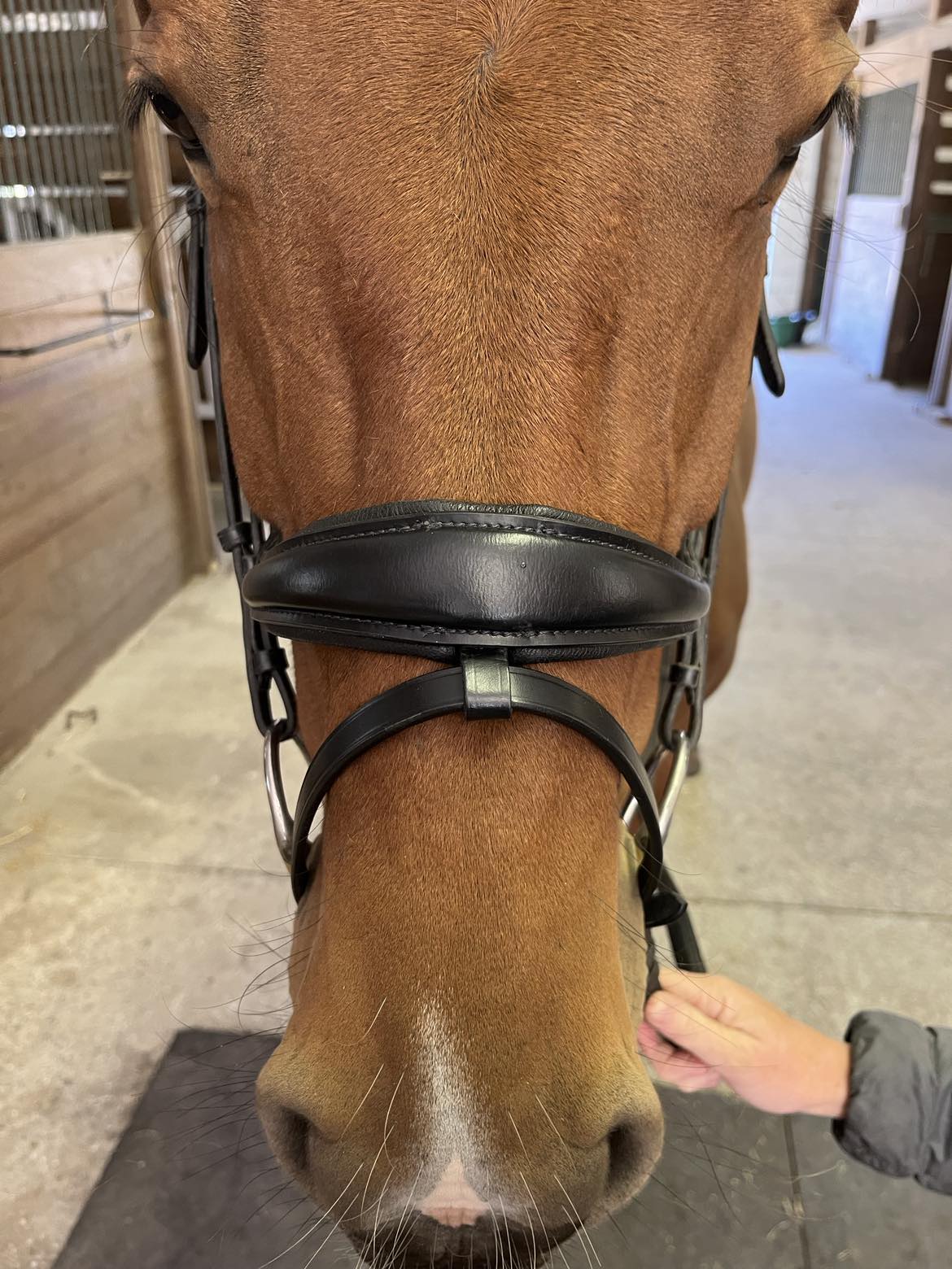 Hidden Flash!  Pro-fit Comfortable Bridle with Patent Noseband and Crystal Browband