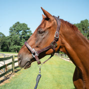 Leather Magna Halter ™