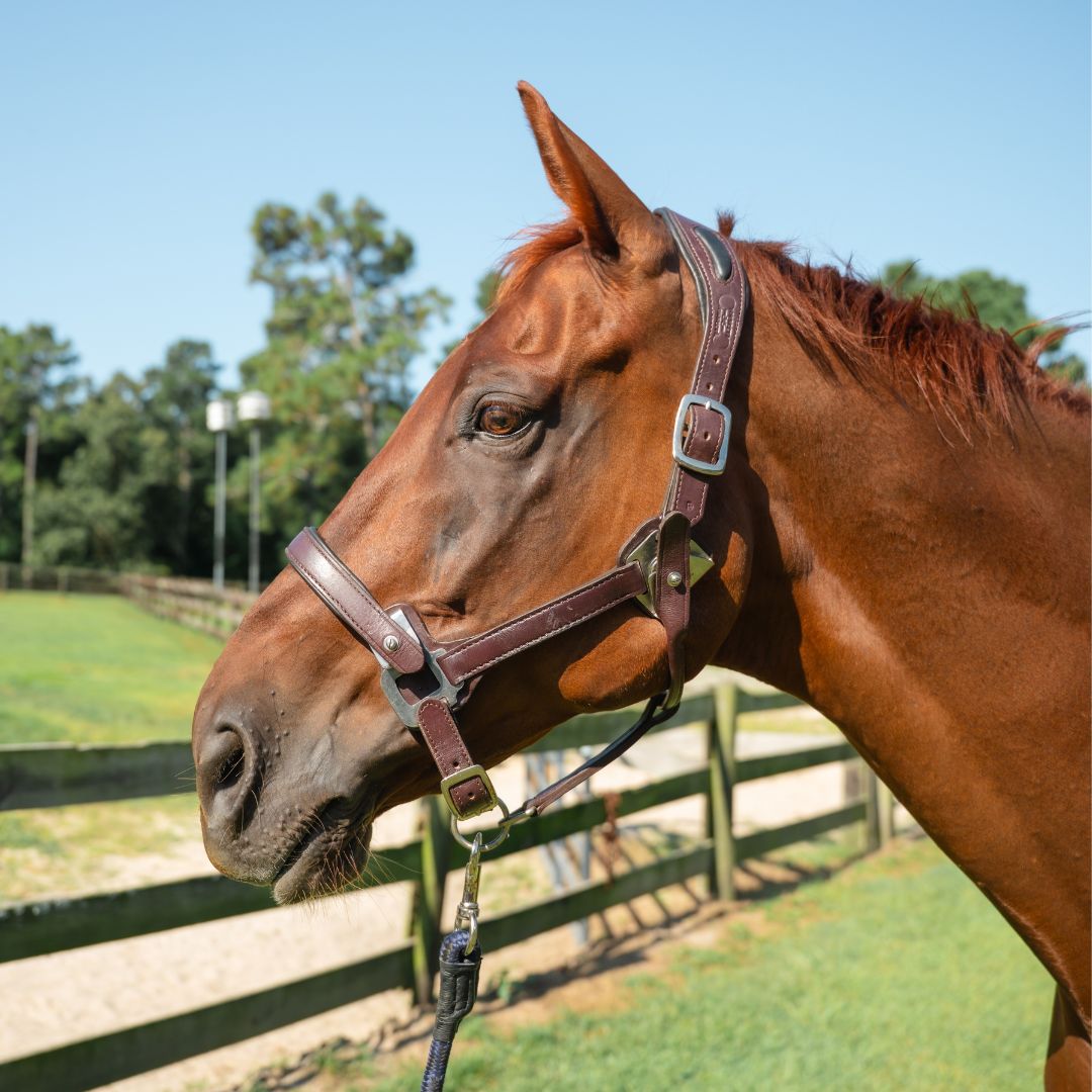 Leather Magna Halter ™