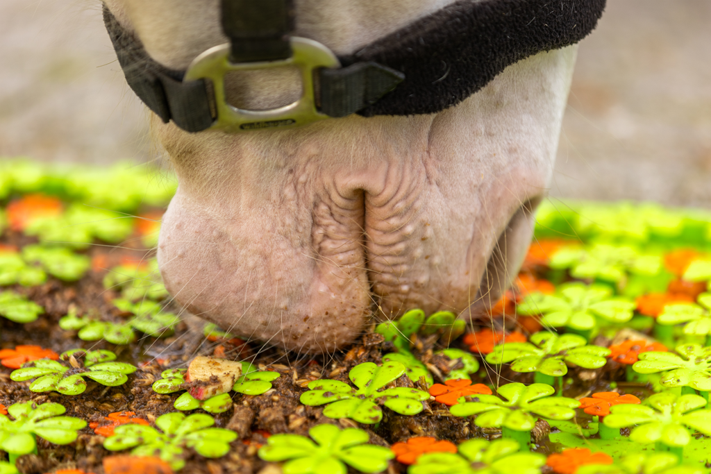 Excellent Horse Snuffle Mat