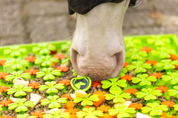 Excellent Horse Snuffle Mat